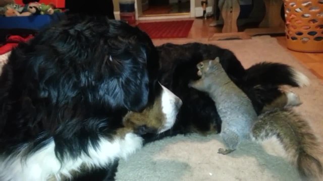 Un écureuil cache sa noisette dans les poils d'un chien