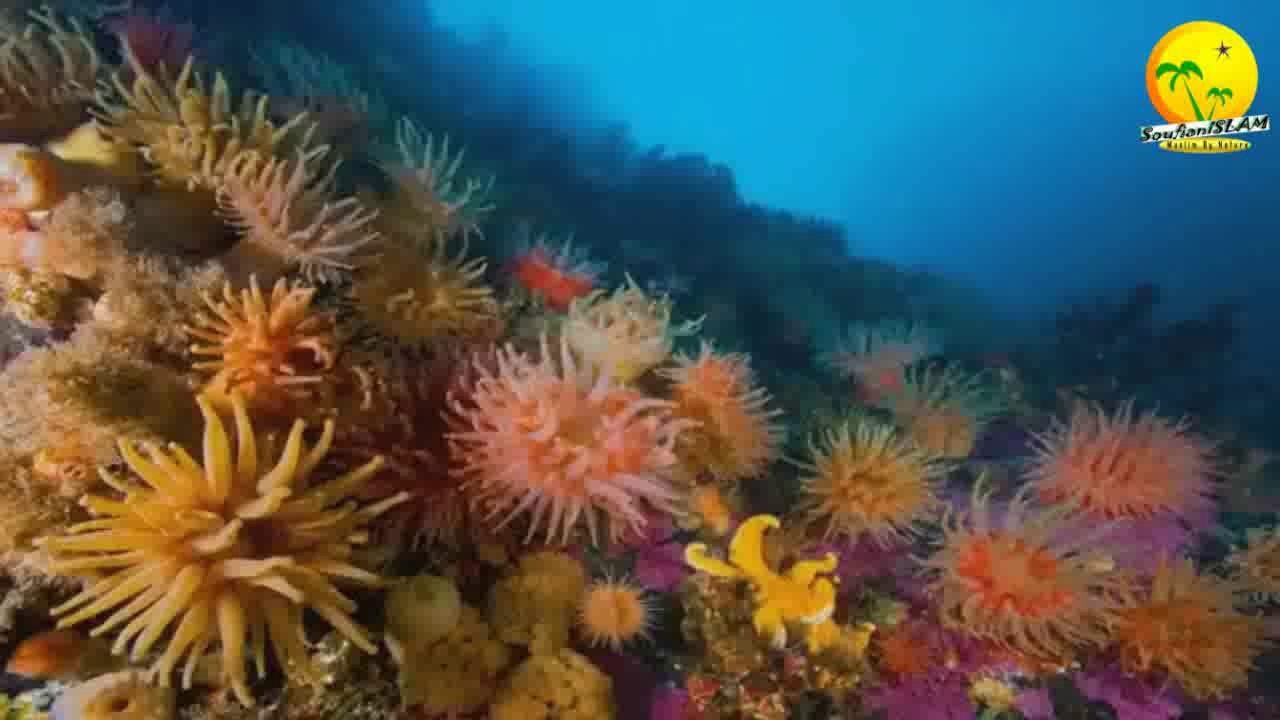 Preuves islamiques de l'existence d'un Créateur (Allah). Frère Nader Nader Abou Anas