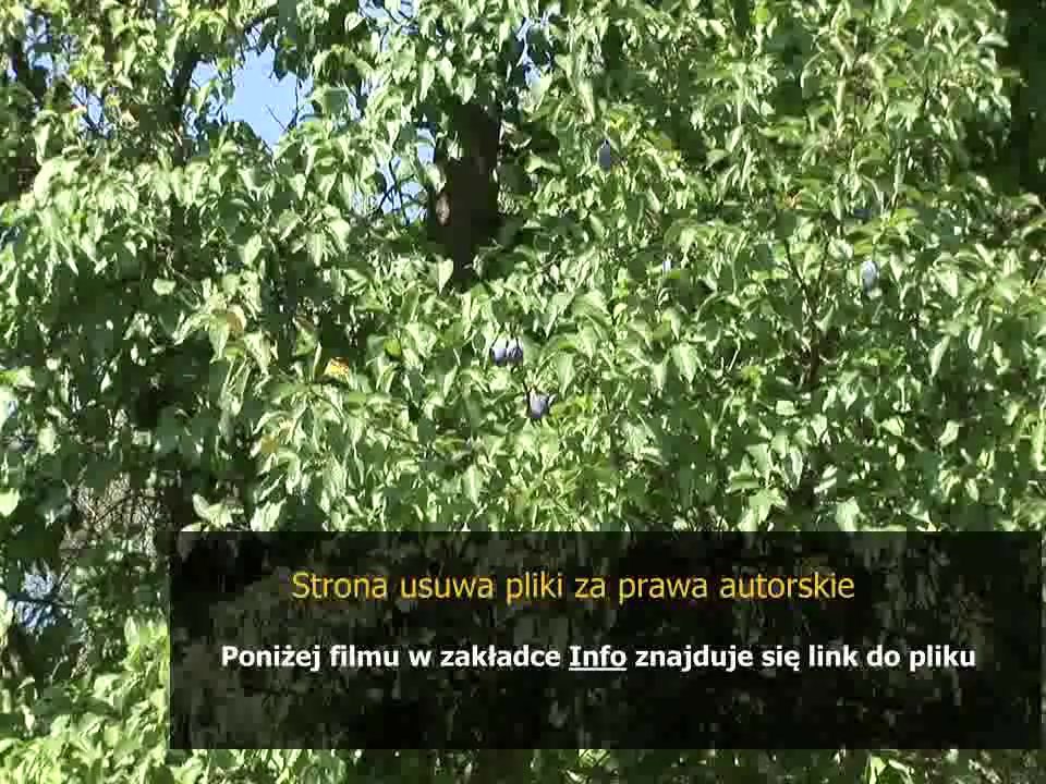 instrukcja pralki bosch wok 2031