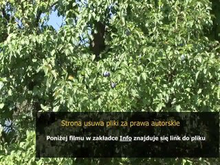 instrukcja pralki bosch wok 2031