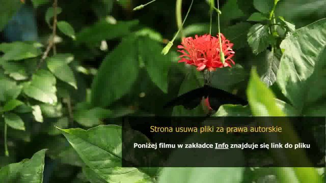 league of legends lux guide leaguecraft