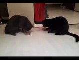 Incredibile come mangiano questi due gattini