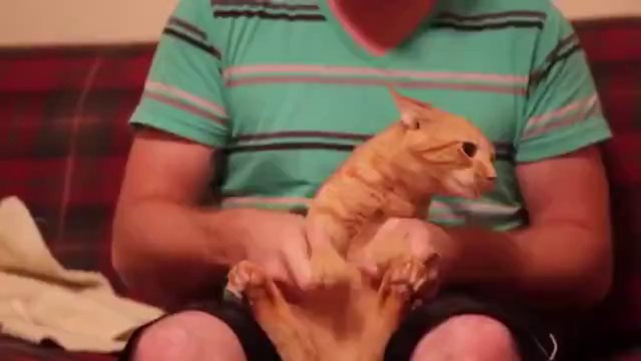 Die tanzende Dubstep Katze