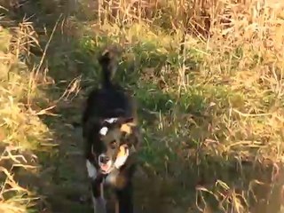 jak dog zmienia się w aussika;)