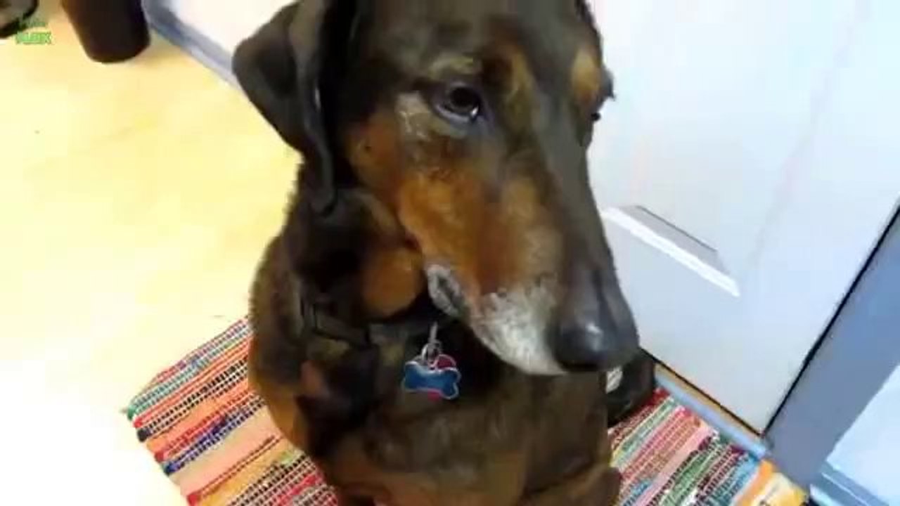 Diese Hunde haben was ausgefressen