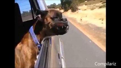 Diese Hunde lieben den Fahrtwind