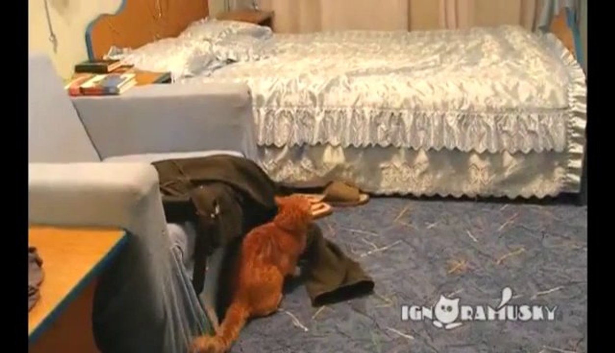 Diese Katze hasst Justin Bieber