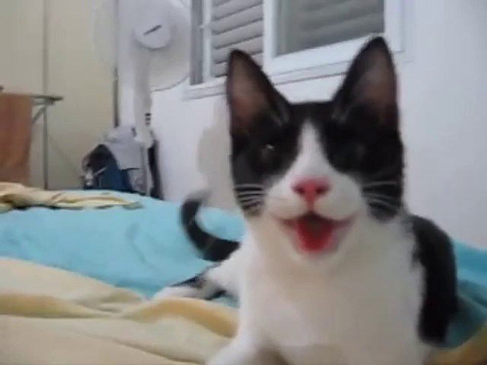 Diese Katze hätte wohl eher ein Hund werden sollen