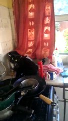 Diese Katze will nicht gestört werden!