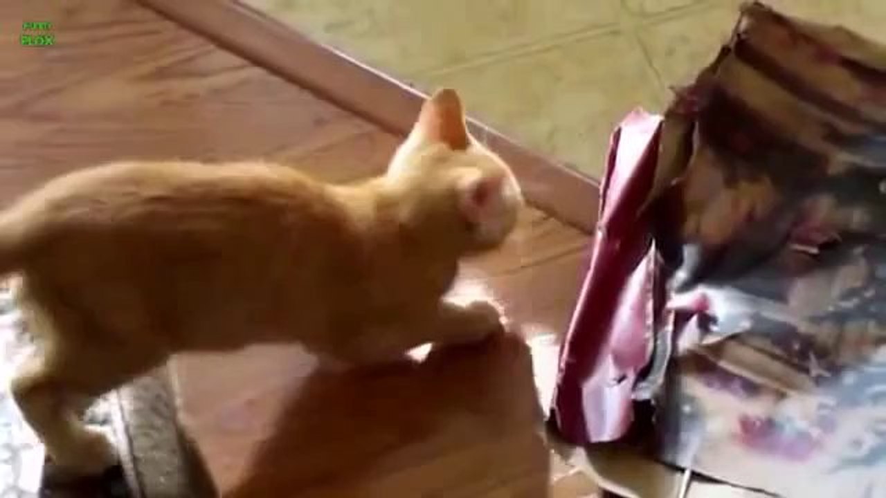 Diese Katzen haben was ausgefressen