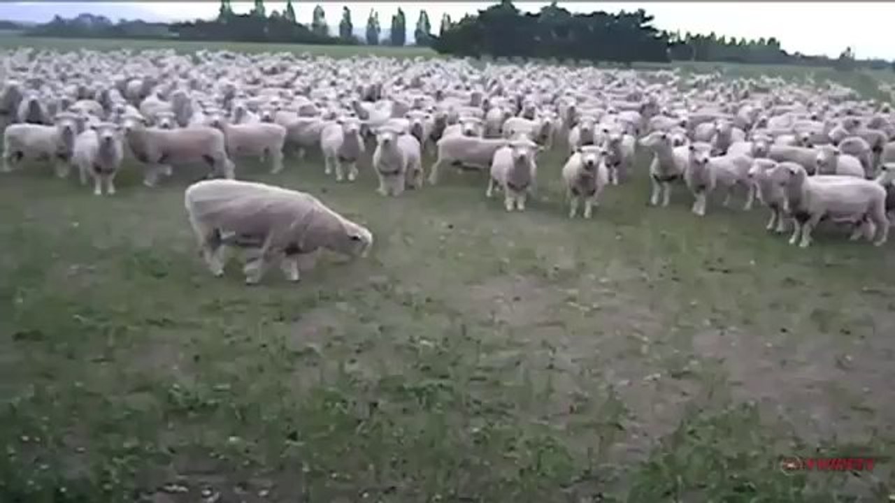 Diese Schafherde hat einiges zu sagen