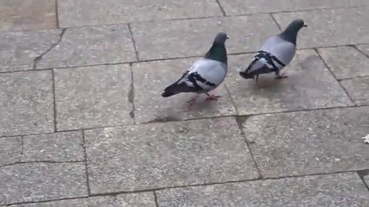 Diese Tauben haben den Rhythmus im Blut