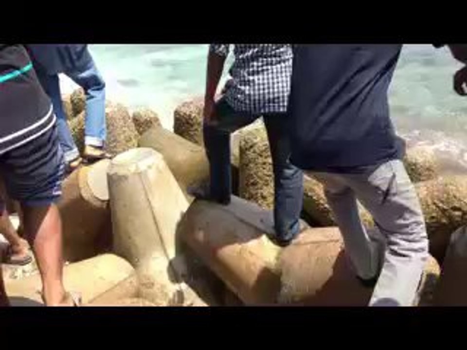 Diver Catches Huge Sailfish With Bare Hands