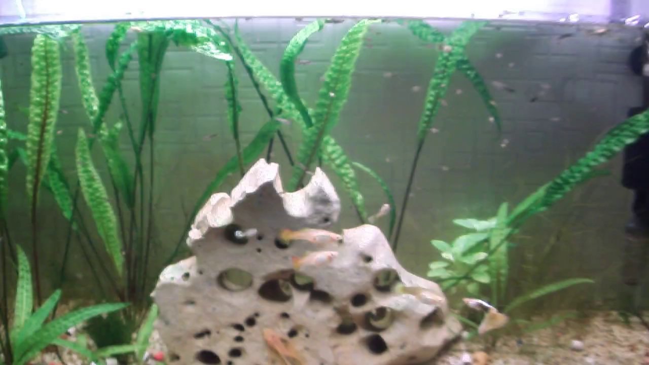 Lepistes Yavrularım