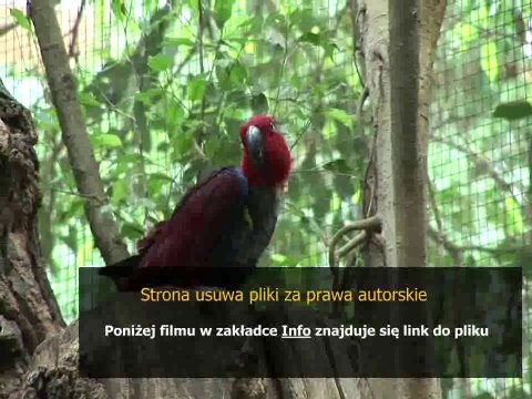 instrukcja do zmywarki bosch silence plus