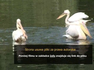 Video herunterladen: veigar poradnik jak grac