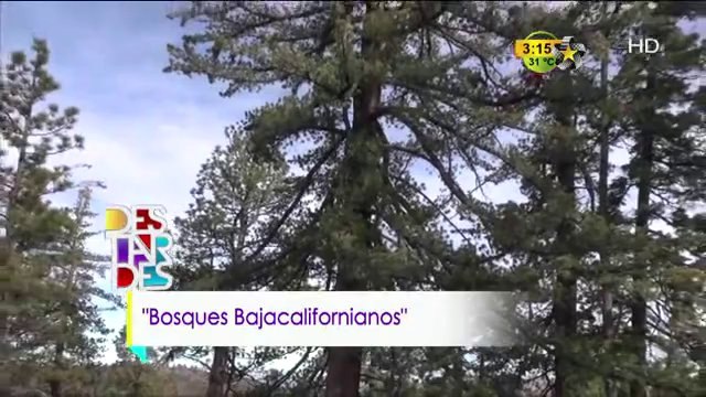 Conexión Jr (Bosques Bajacalifornianos)