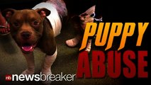 PUPPY ABUSE: Man Arrested for Strapping Fireworks to Pitbull; Dumping Him in Alley