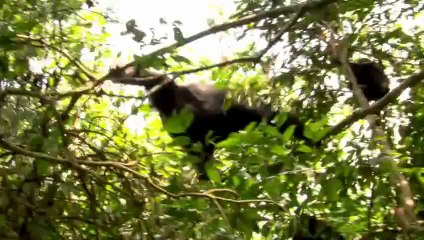 Origins of us - Episode 1- Bones