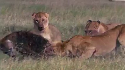 Ekip çalışmasının önemi | Aslanlar ve sırtlanlar