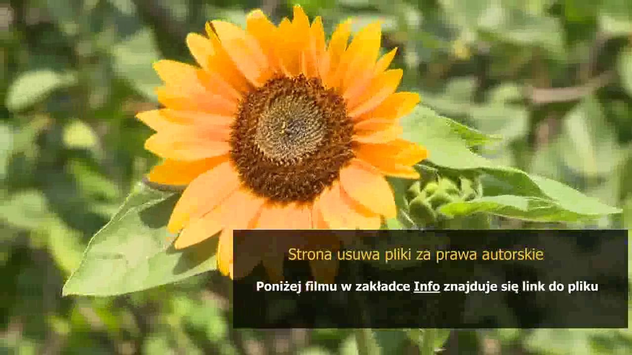 instrukcja obslugi canon eos 600d po polsku Видео