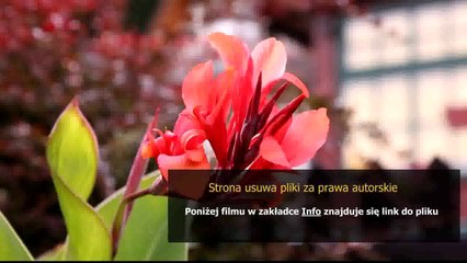 sposob na zaskorniki zszywka