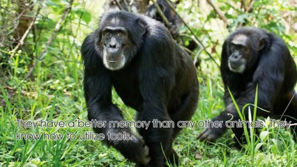 Top 10 Smartest Animals on Earth[HD]