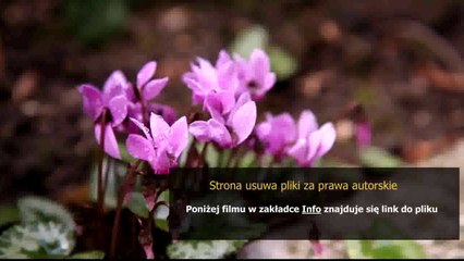 poradnik dla zaawansowanych wot