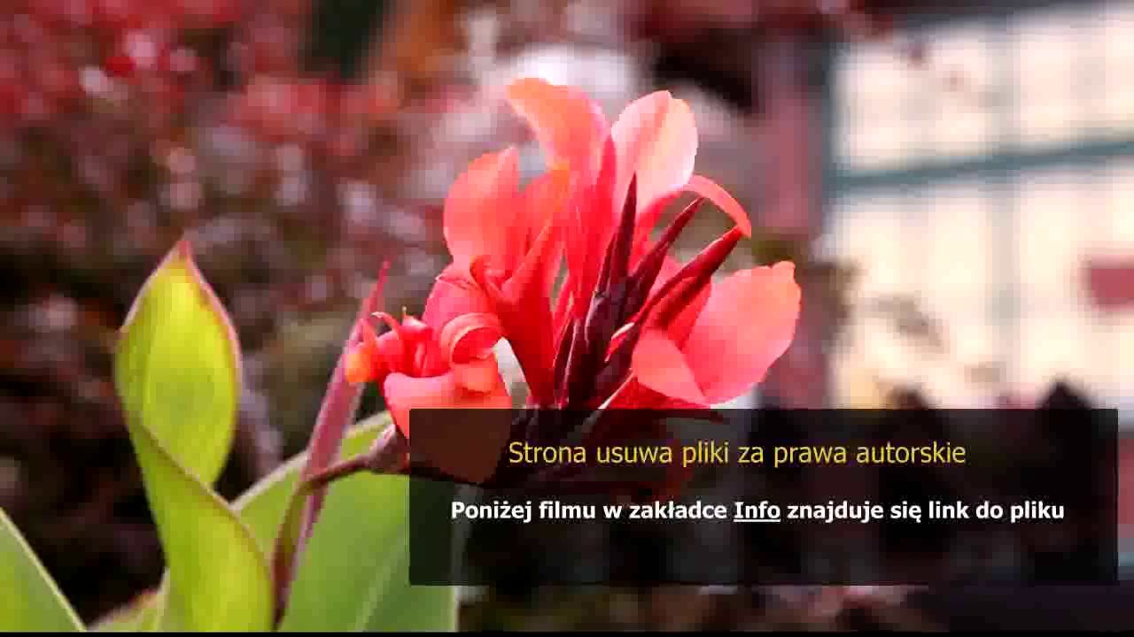 league of legends xin zhao poradnik build