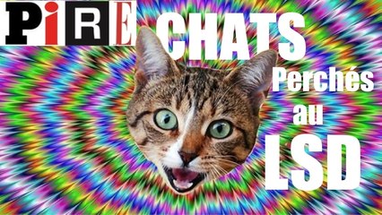 CHATS perchés et LSD