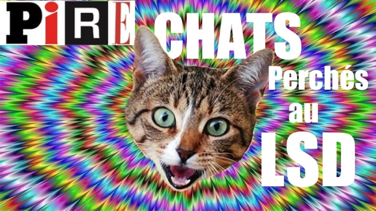 CHATS perchés et LSD