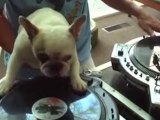 Un chien mix sur des platines !