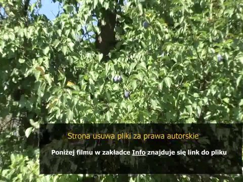 instrukcja obslugi pralki bosch classixx 5 ladowana od gory