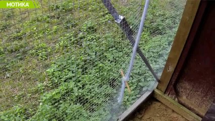 МОТИКА: Чавка решава тешка загатка од 8 нивоа