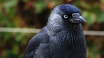 Bird Uses Evil Eye as Defense Against Competitors