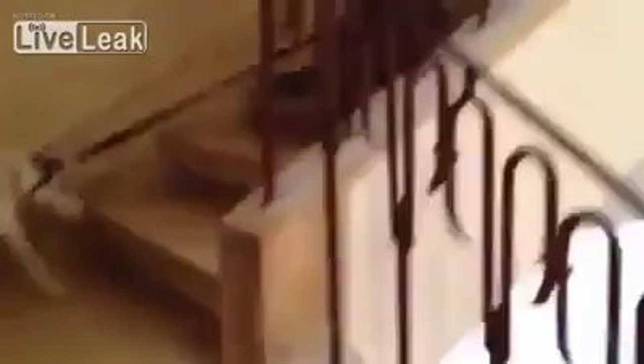 Incredibile. Il gatto riporta a casa il cane