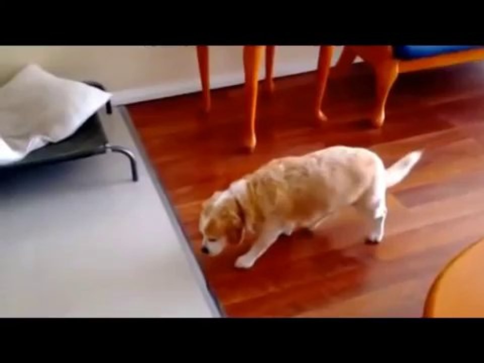 La tête des chiens coupables (Compilation)