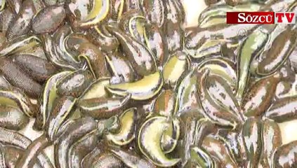 Kan emicilerin kilosu yaklaşık 1000 dolar