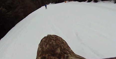Montagne : skier avec des aigles, une expérience unique