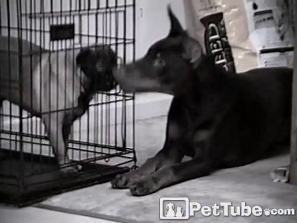 Doberman Frees His Playmate