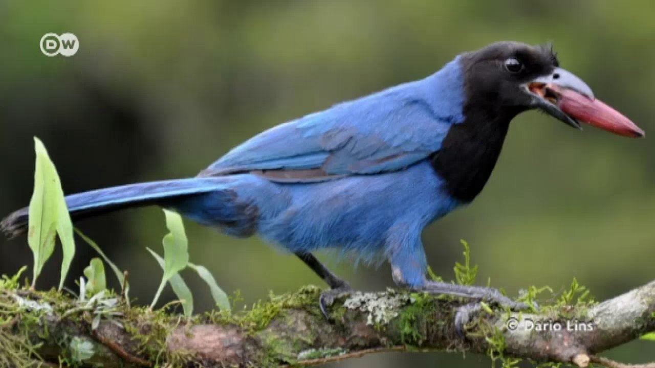 Biodiversidad en Mata Atlántica - Bosques de araucaria en peligro | Global 3000