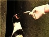 برنامج طبي بريطاني لمعالجة طيور البطريق من الكآبة