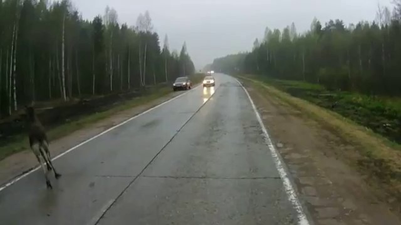 Dieser Elch hatte nochmal Glück