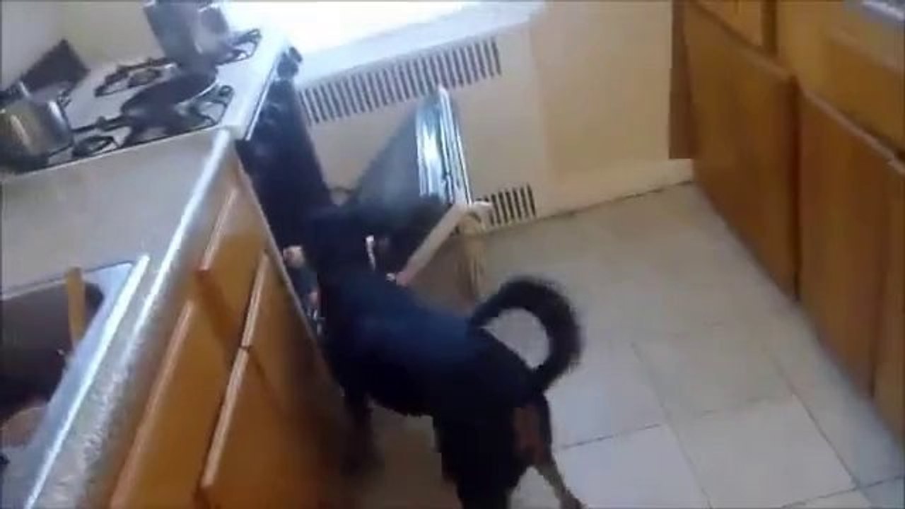 Dieser Hund ist kein guter Babysitter