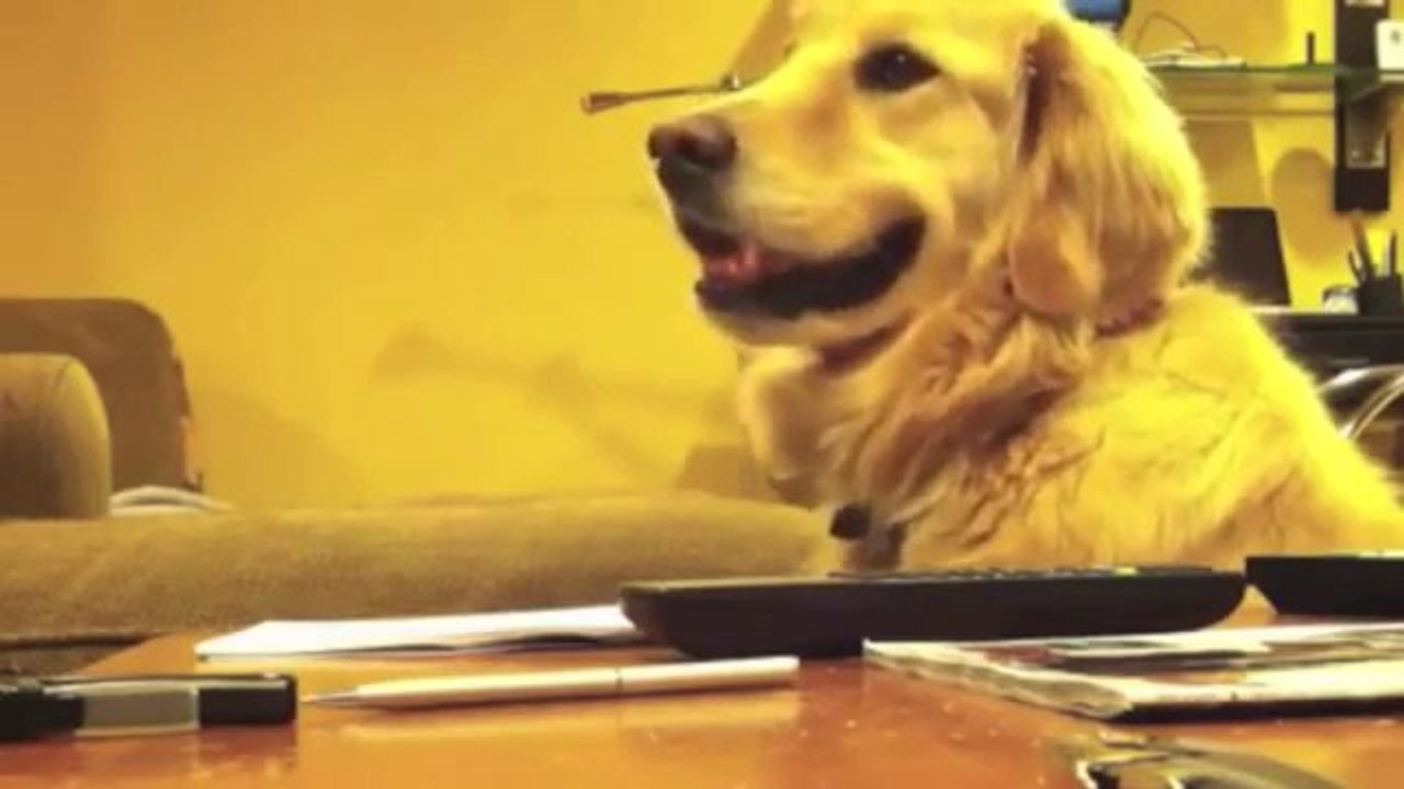 Dieser Hund liebt Gitarrensound