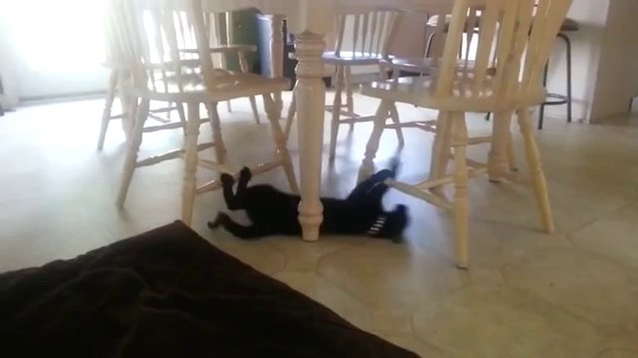 Dieser Katze muss echt langweilig sein