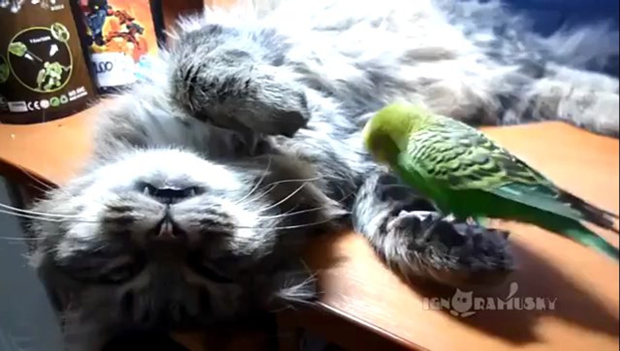 Dieser Sittich hat Glück noch am Leben zu sein