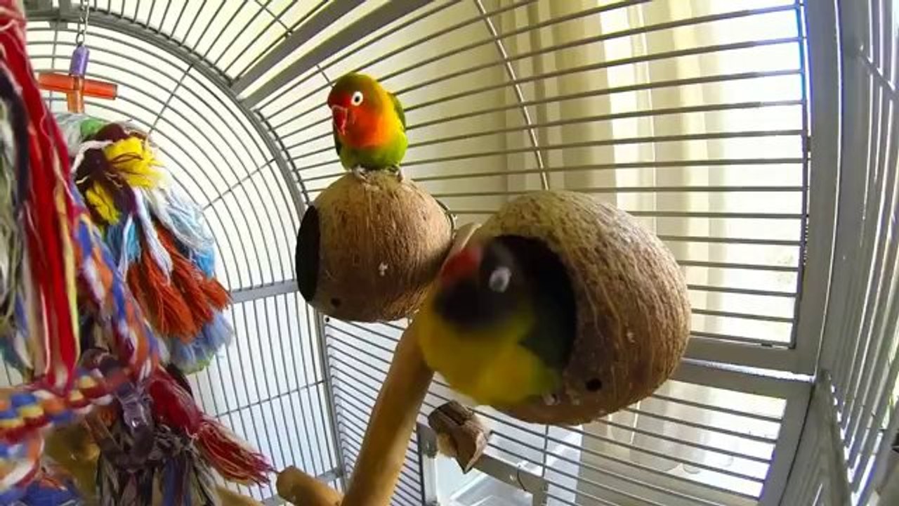 Dieser Vogel liebt Blasmusik