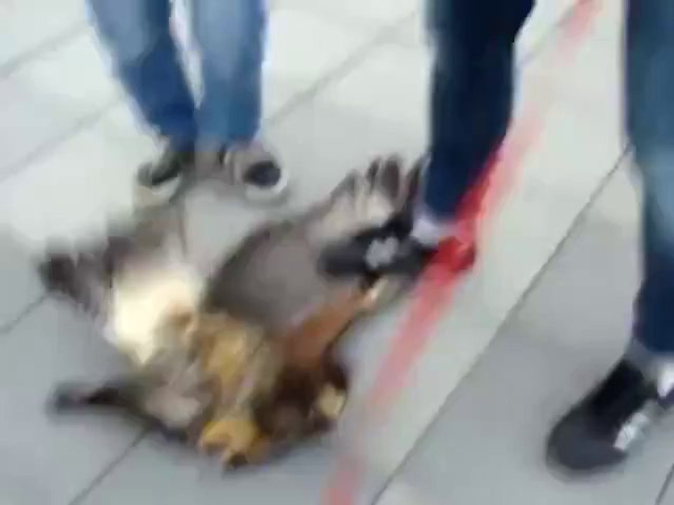 Doch kein Hündchen für den Falken