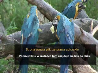 league of legends warwick poradnik pl